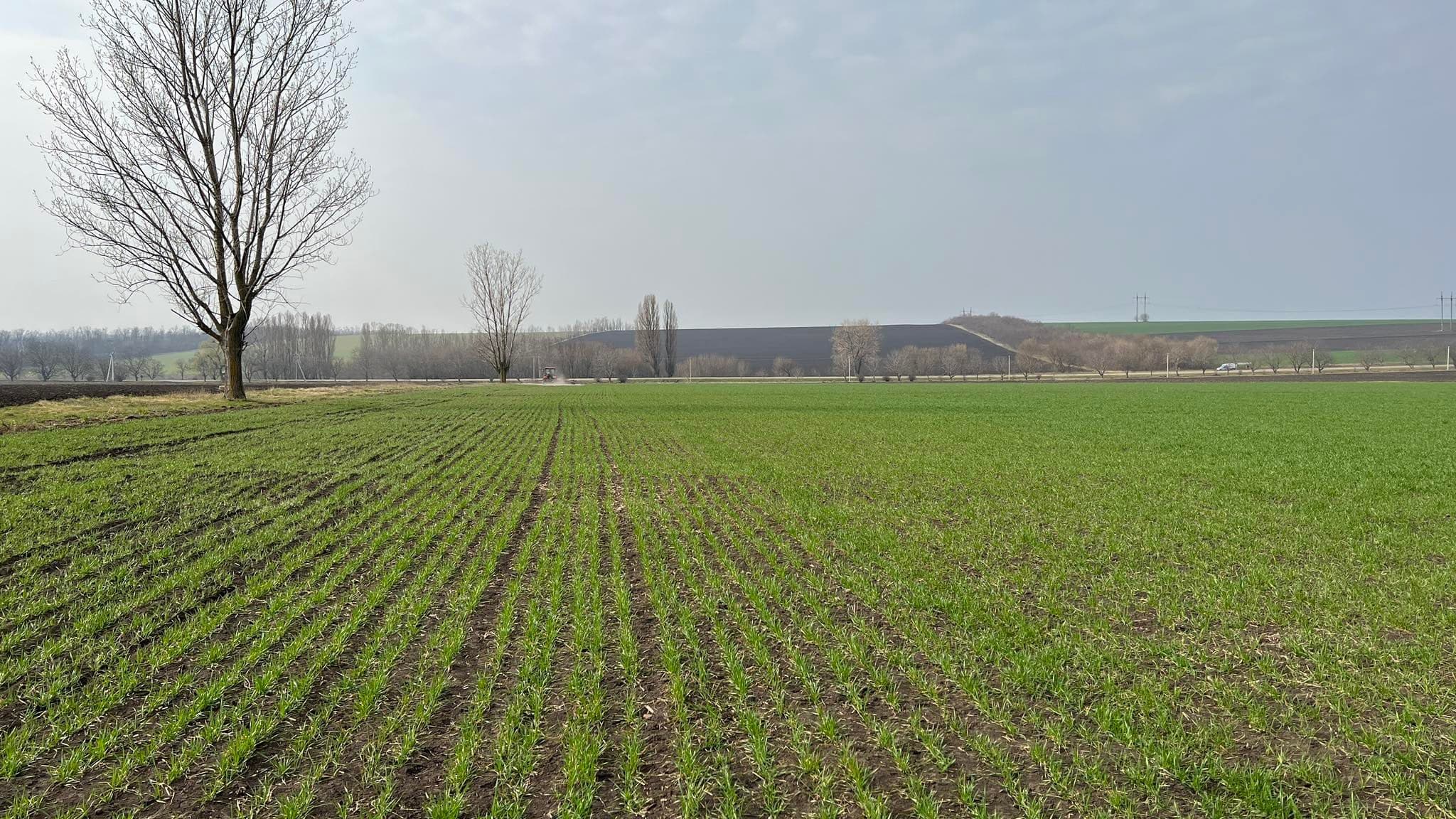 Selecția va produce semințe de grâu destinate cultivării în sistem ecologic