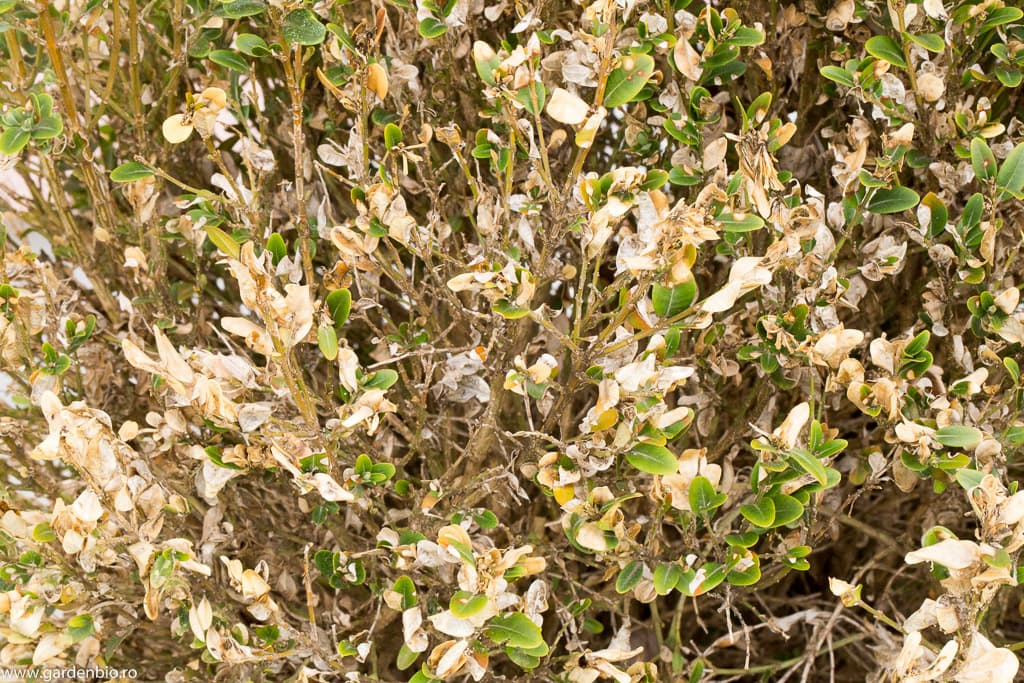 Boli și dăunători. Uscarea masivă a plantelor de buxus cauzată de Omida păroasă