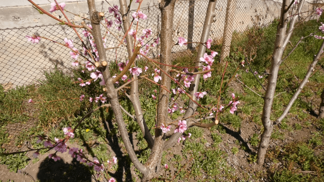 Prune japoneze, piersici italieni și vișine grecești, la Căușeni