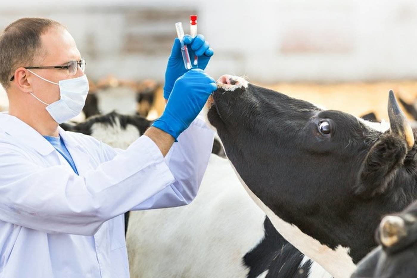 Medicii veterinari trag un semnal de alarmă: Bugetul redus al ANSVSA va afecta grav fermele de vaci și exporturile de animale