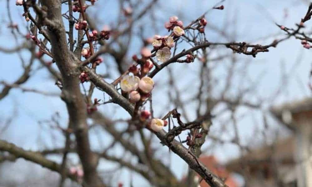 Vreme instabilă termic și atmosferic, prognozează SHS