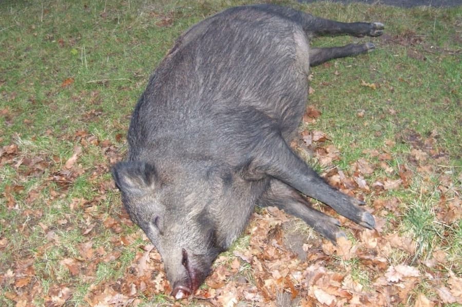 Un alt focar de Pestă Porcină Africană, confirmat în Moldova