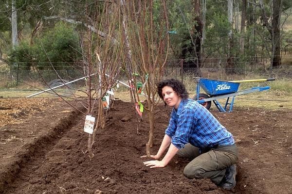 Plantarea pomilor în livadă. Cum alegem materialul săditor de calitate