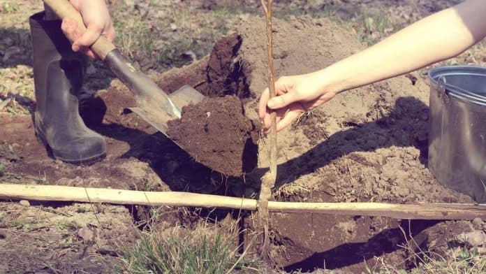 Cum să pregătim terenul pentru plantare