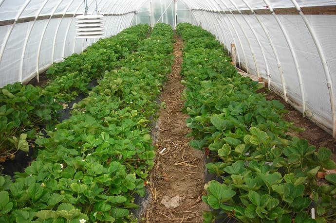 Vijeliile au afectat unele sere în care se cultivă căpșuni