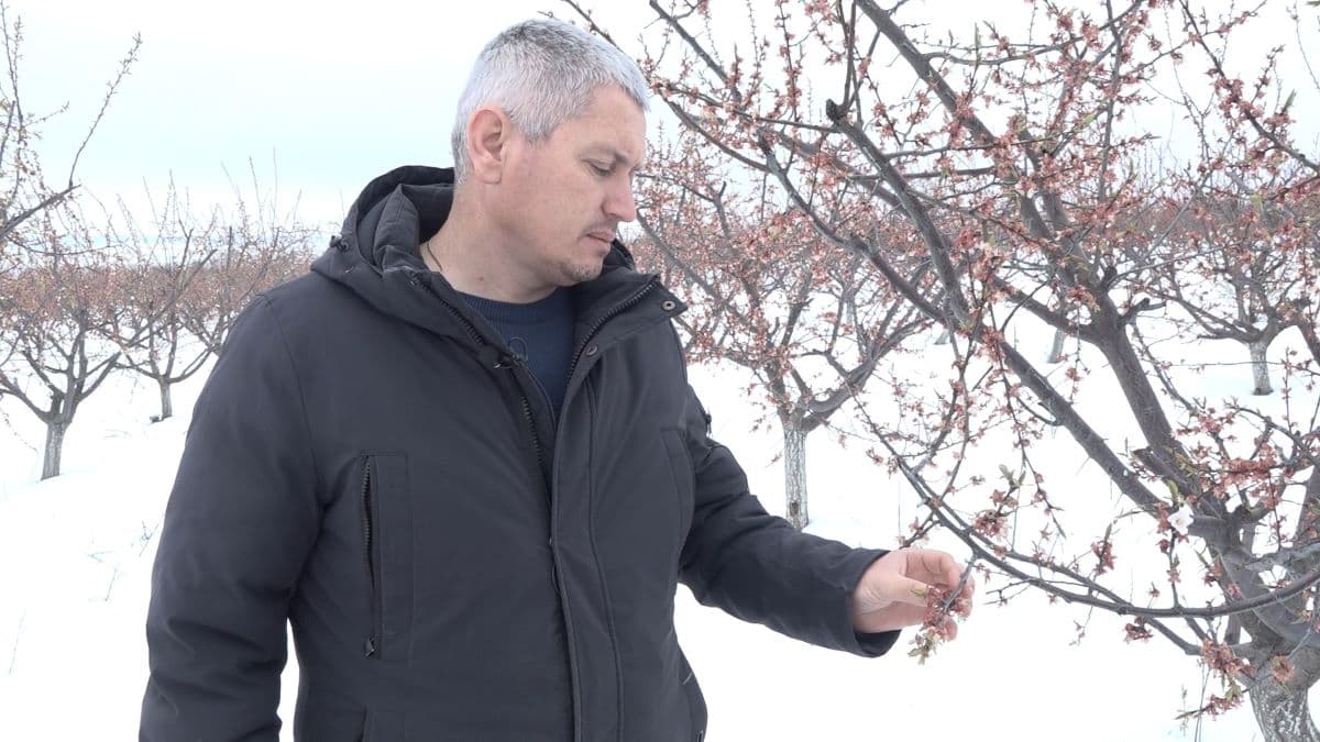 Pomicultorii de la Nord riscă să rămână fără caise și prune / VIDEO