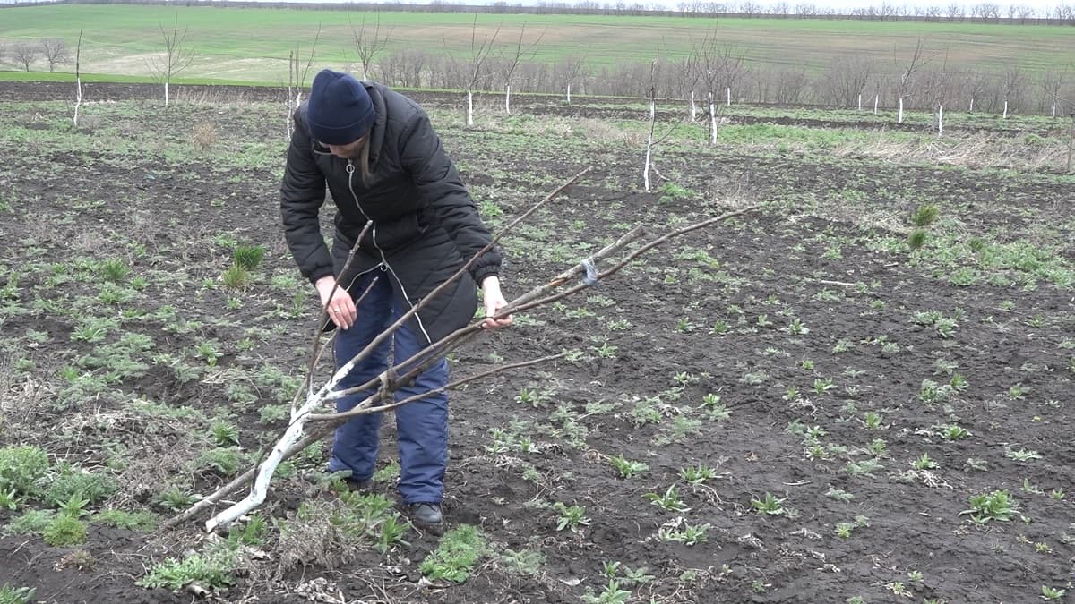 Au rămas fără un hectar de livadă de nuci. Cine se face vinovat?