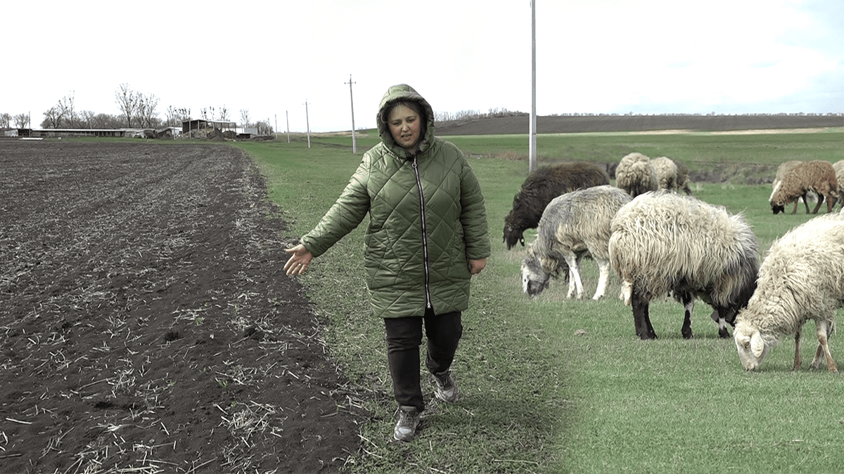 Fermierii se plâng că nu au unde să pășuneze animalele / VIDEO