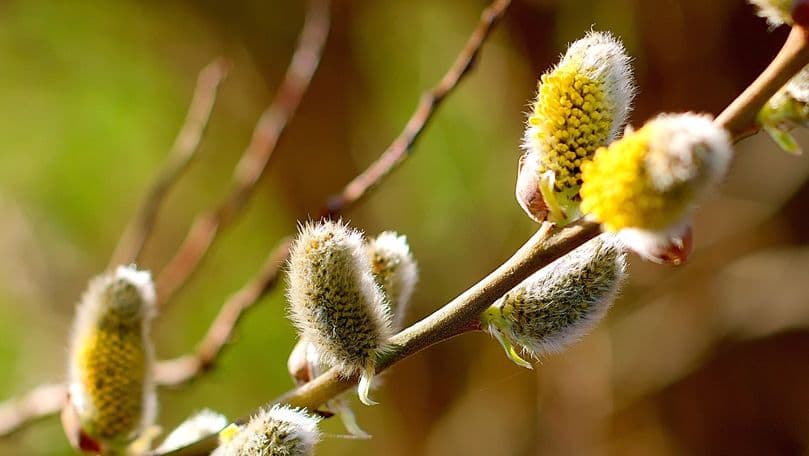 Duminica Floriilor – tradiții și superstiții