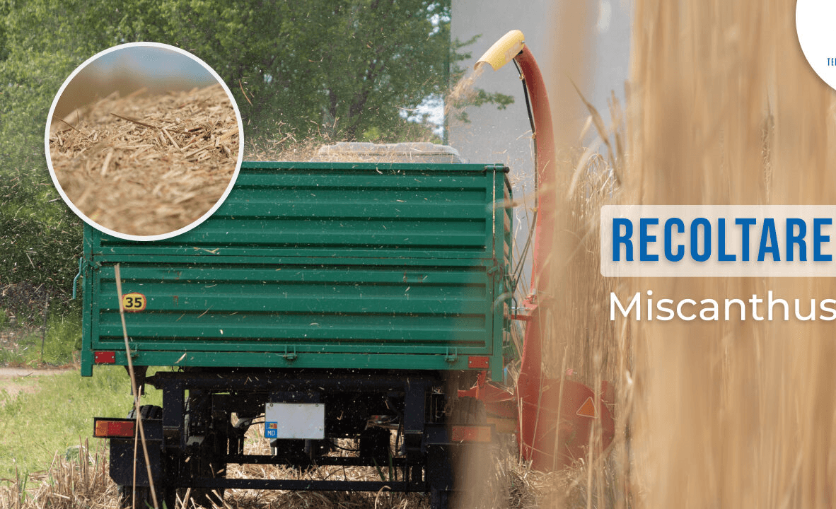 A început recoltarea plantei energetice Miscanthus / VIDEO