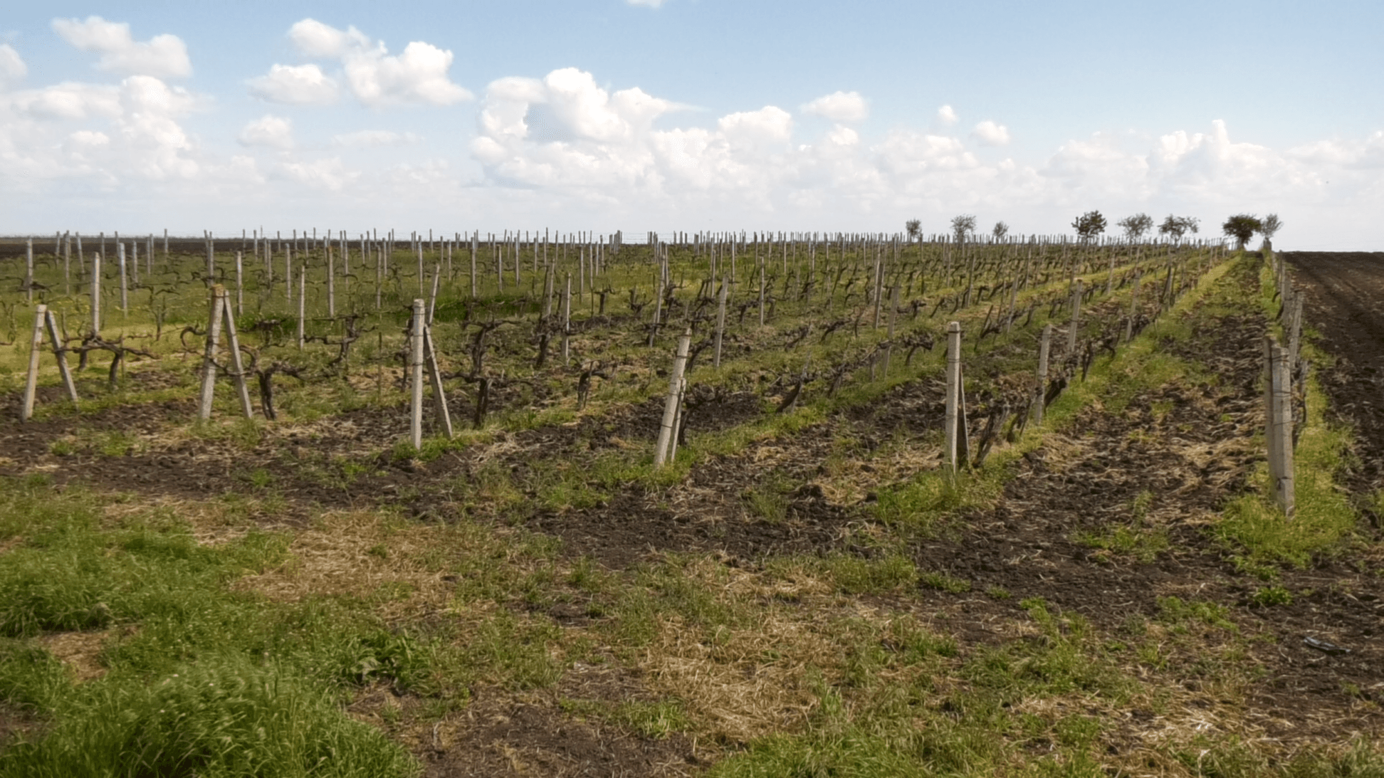 Zeci de hectare de viță de vie defrișate anual în r. Căușeni
