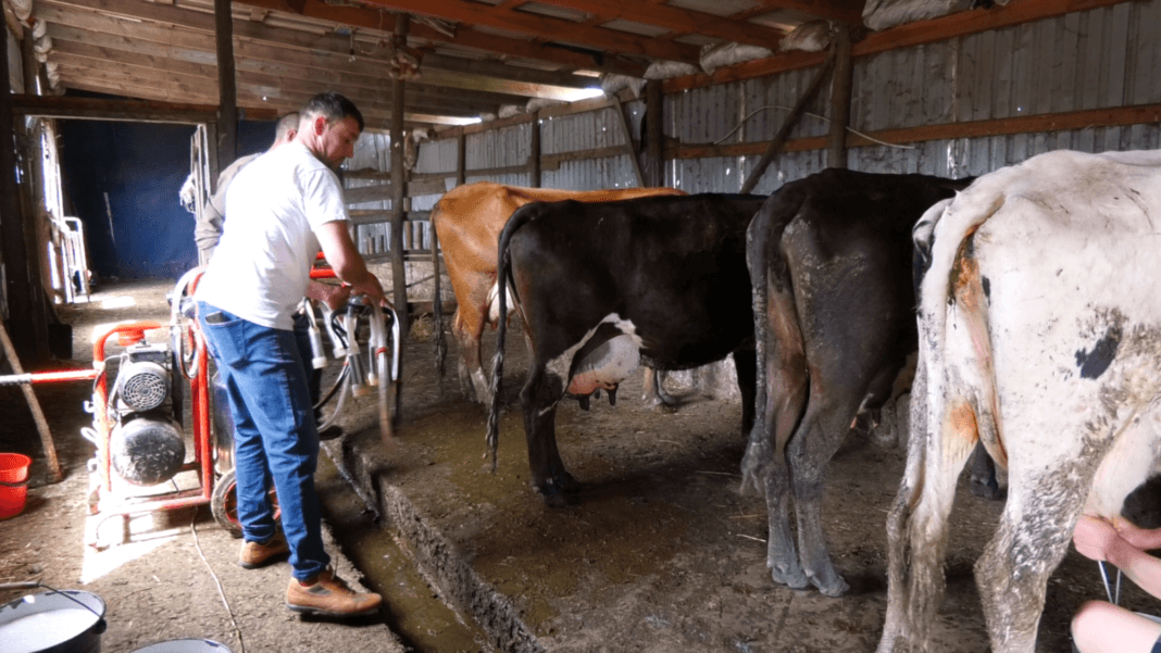Tot mai mulți moldoveni renunță să mai crească animale