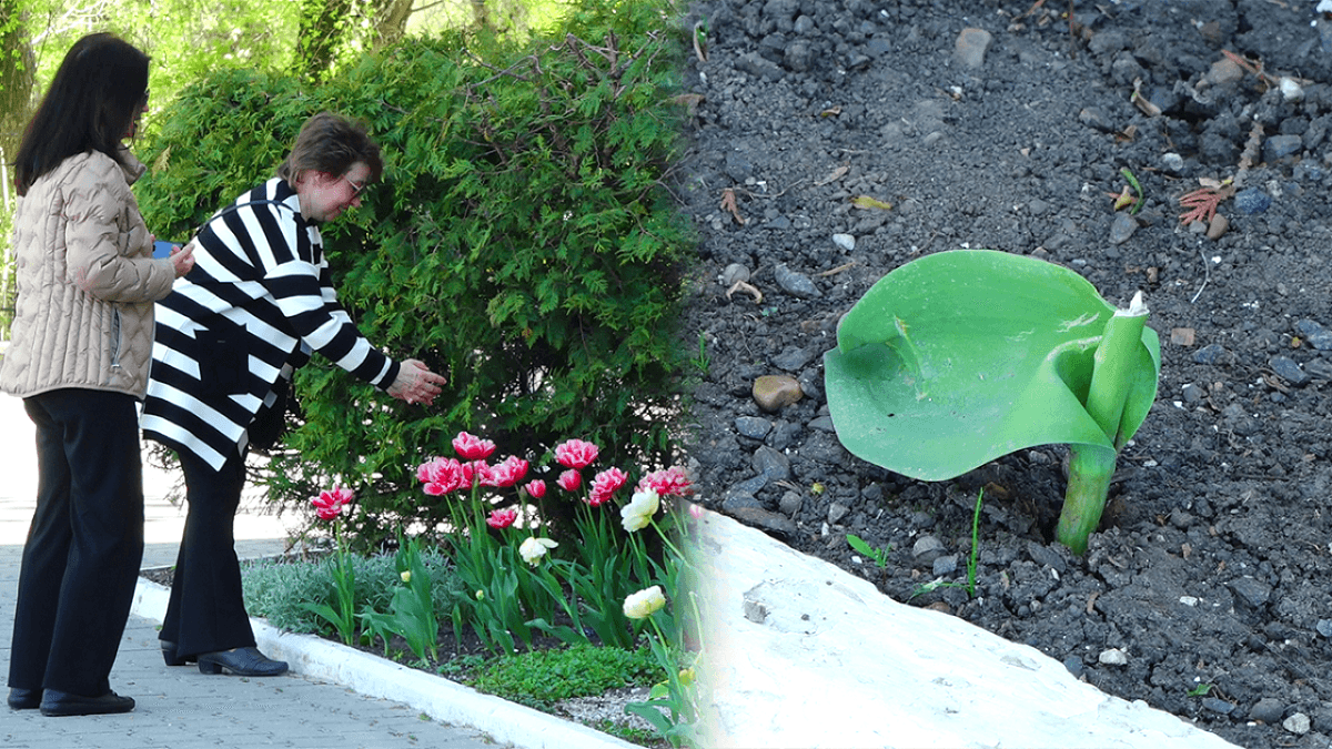 Peste o mie de flori au fost furate la Bălți