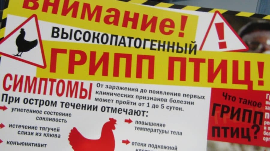 Gripa aviară face ravagii la Moscova. Mai multe cartiere, în carantină