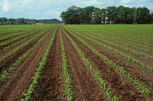Muncile agricole se intensifică în luna mai