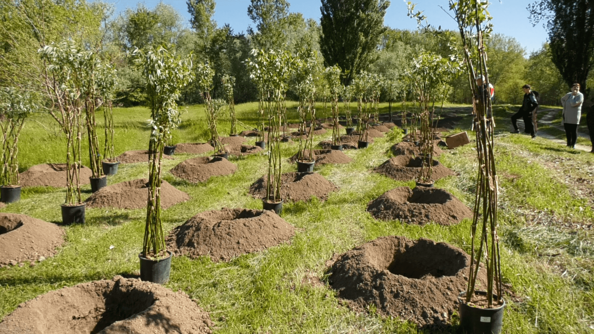 La Răscăieți va apărea prima pădure împletită din țară