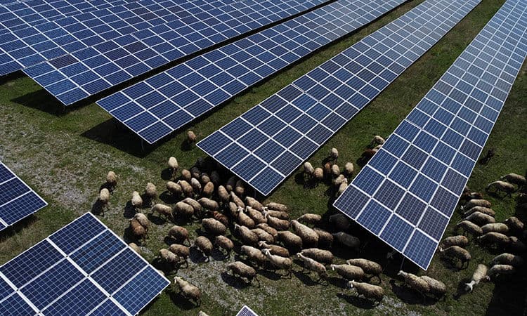 Cum să tunzi iarba ecologic? / VIDEO