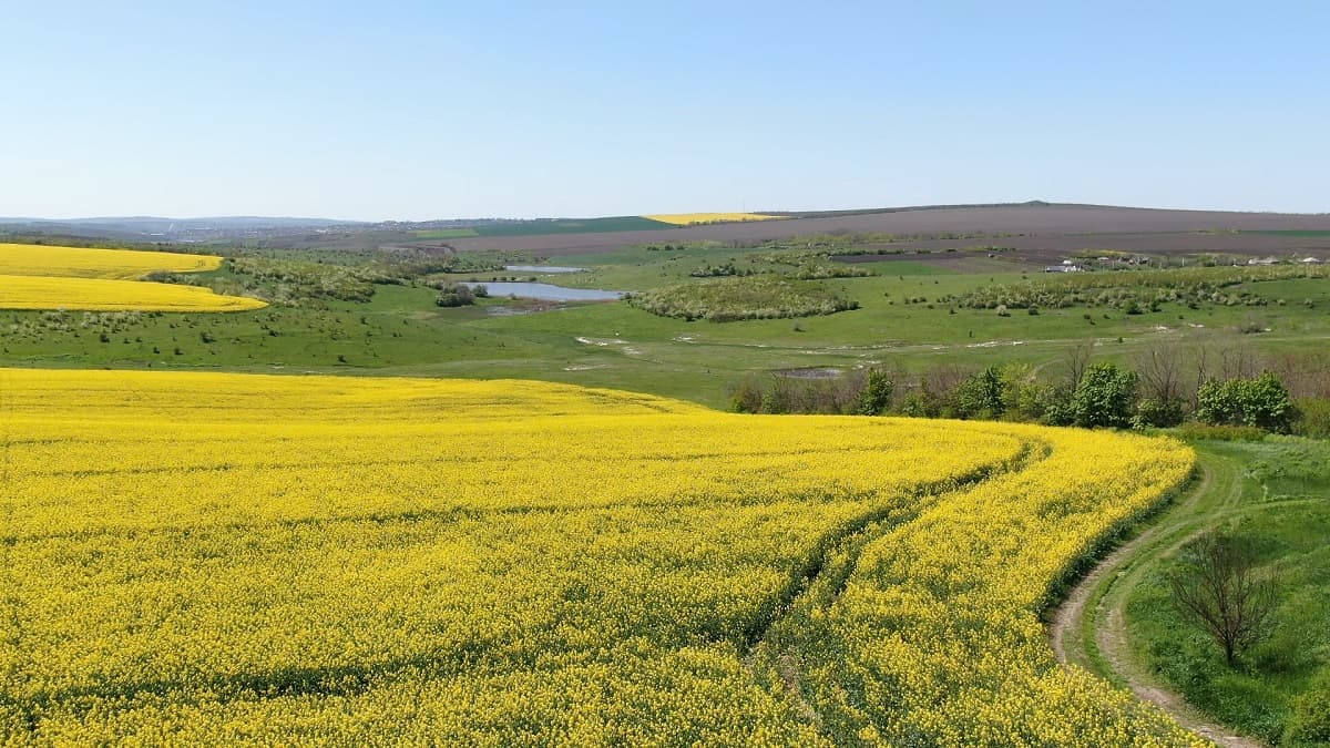 A înflorit rapița. Care sunt prognozele fermierilor?