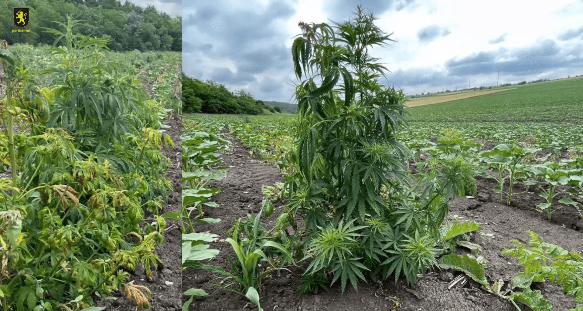 200 de plante de cânepă, plantate printre rândurile de floarea soarelui