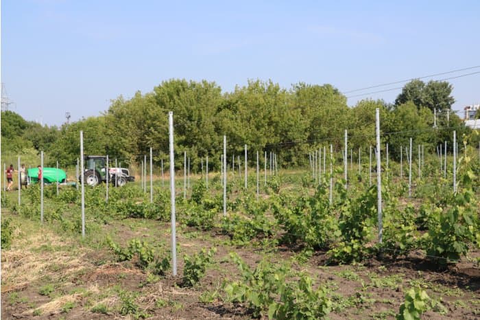 ,,Împreună cu colegii plantăm viță-de-vie în locuri unde avem lipsă’’