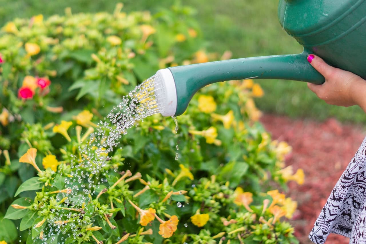 Canicula, un dușman al plantelor. Cum le protejăm?