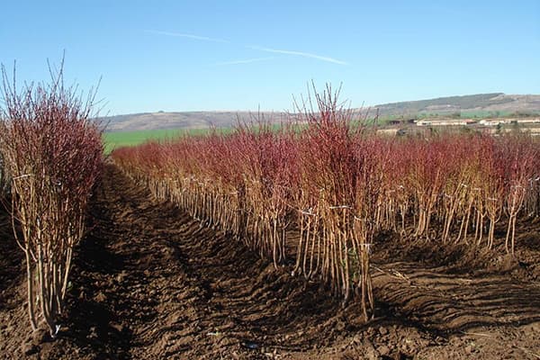 Agricultor – exemplu în domeniul producției de material săditor