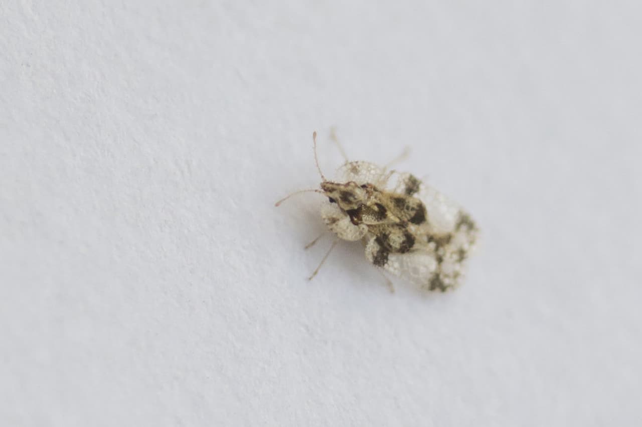 Un val de insecte a împânzit Moldova. Despre ce musculițe este vorba?