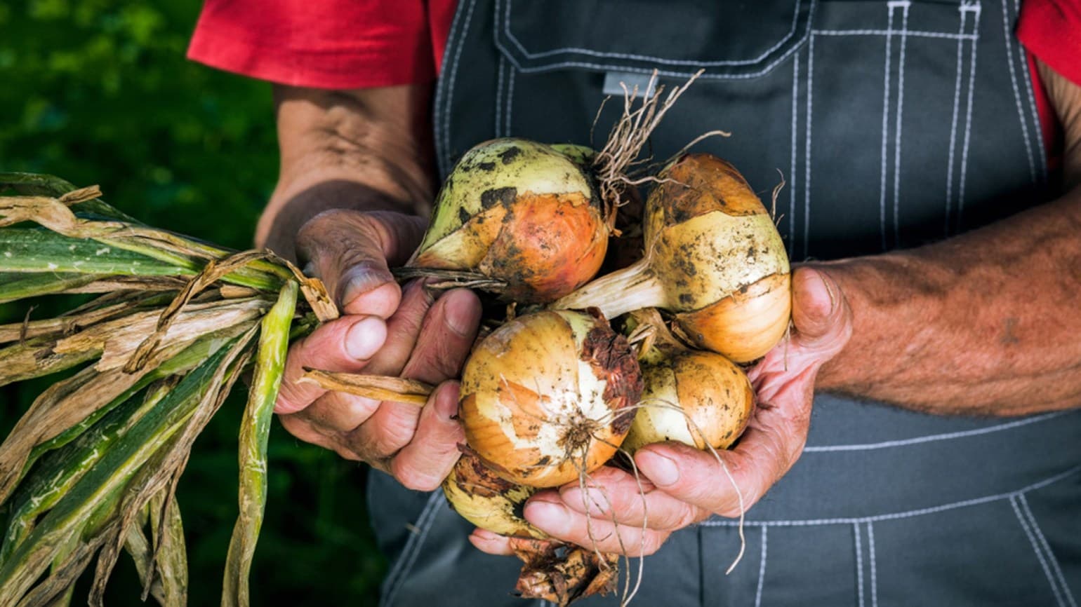 Cultivatorii de ceapă au început sezonul recoltării