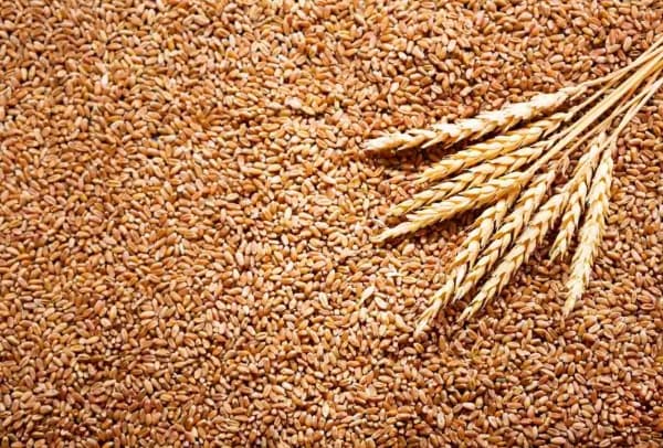 Scholz şi Zelenski cer prelungirea acordului privind exportul cerealelor