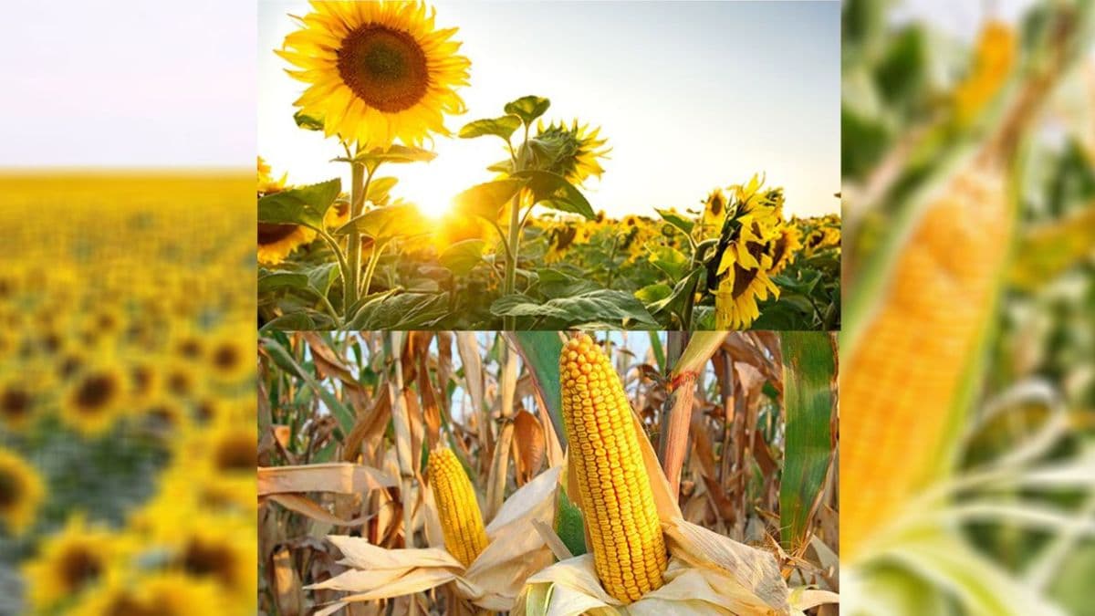 Recolta de floarea soarelui, mai bună în acest an