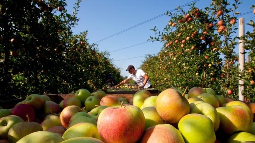 Fermierii vor recolta mai puține mere în 2025
