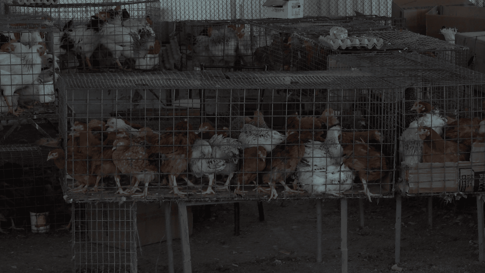 Dacă sunteți în căutarea unor produse avicole de calitate, piața avicolă este locul potrivit