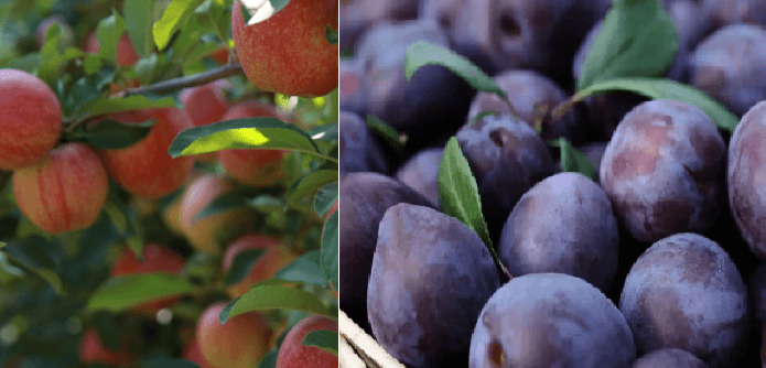 Roada de mere și prune, mai bogată în acest an