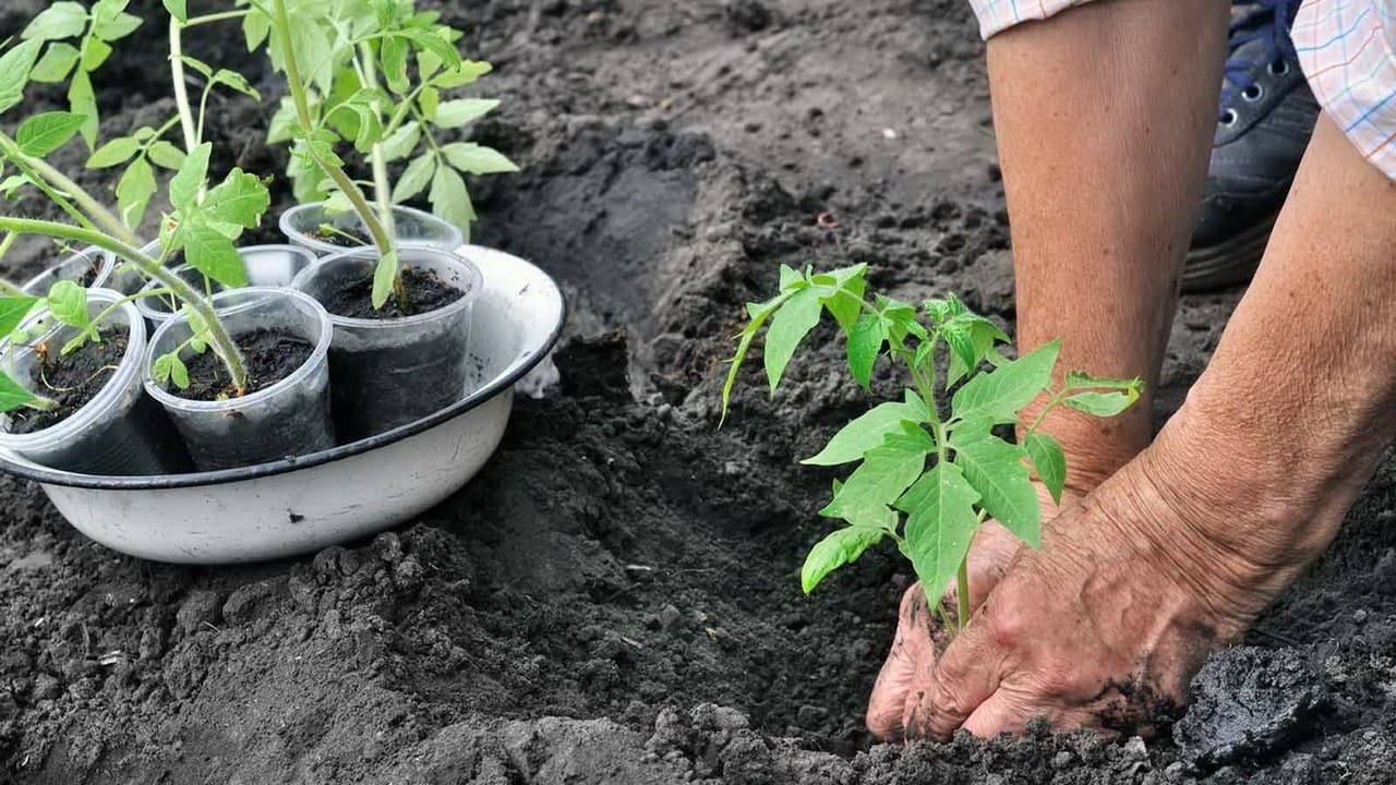 Luna lui cuptor, potrivită pentru a planta roșii