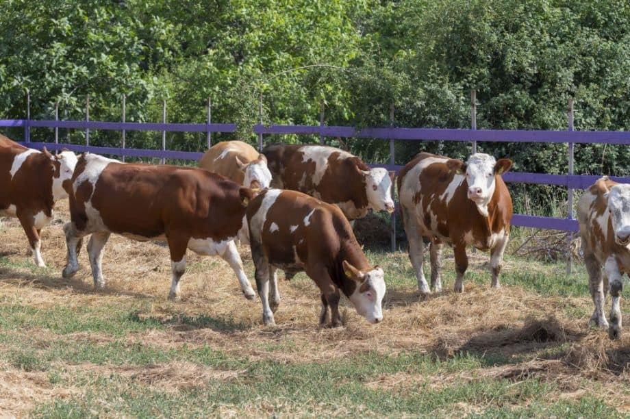 UTM are propria fermă de bovine de rasă/FOTO
