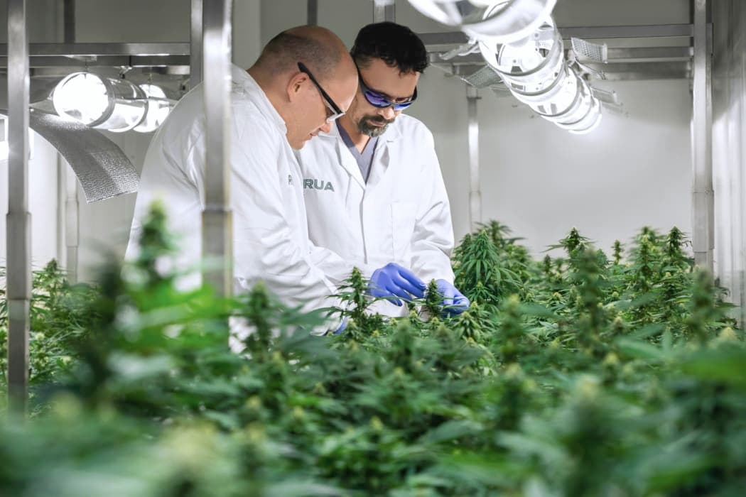 În Moldova ar putea fi permisă cultivarea cânepei industriale