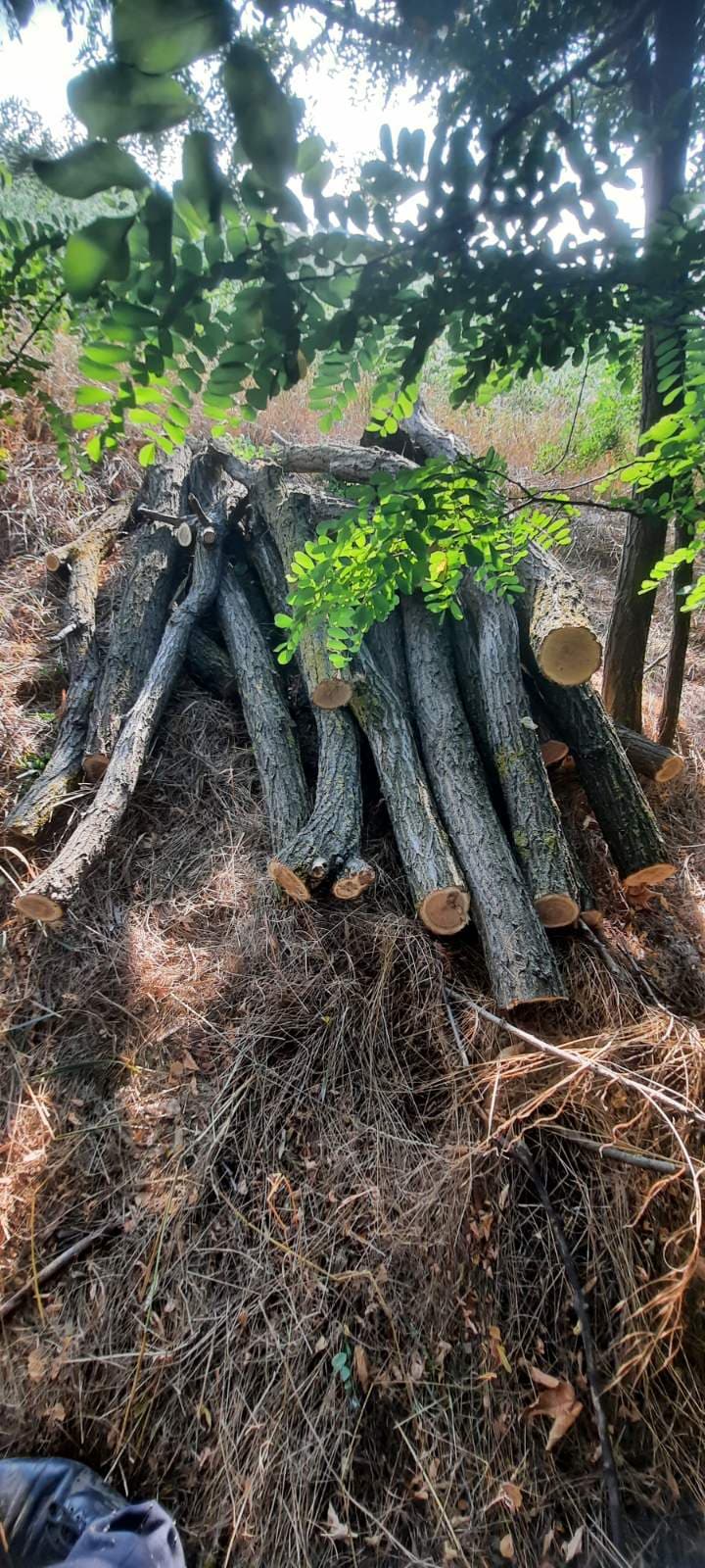 AU FUGIT! Tăieri ilicite în satul Șaptebani / FOTO