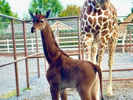 ȘOC! O girafă a devenit populară! S-a născut fără pete / VIDEO