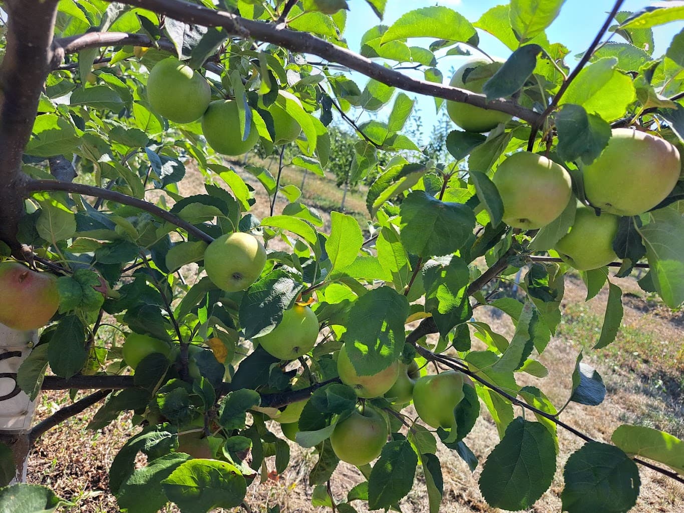 Agricultura ecologică reprezintă baza produselor bio