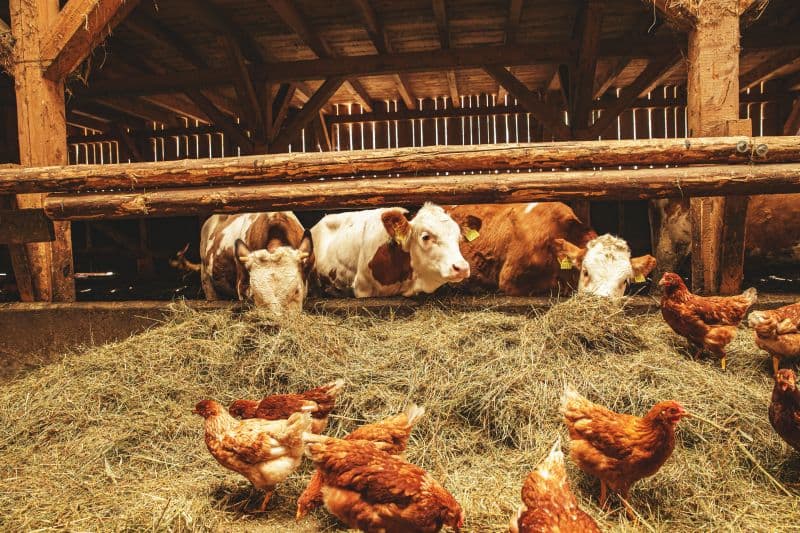 Proiectul de Lege privind activitatea sanitar-veterinară, aprobat