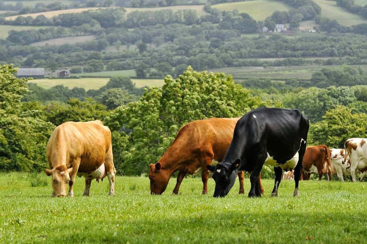 Facilități pentru dezvoltarea sectoarelor hidroameliorației și zootehnic