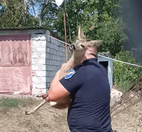 Un pui de căprior a fost eliberat din captivitate / VIDEO