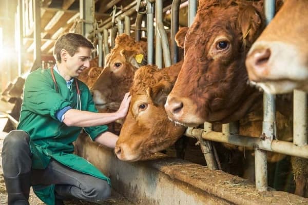 Sprijin pentru fermieri: Consultanță veterinară telefonică gratuită