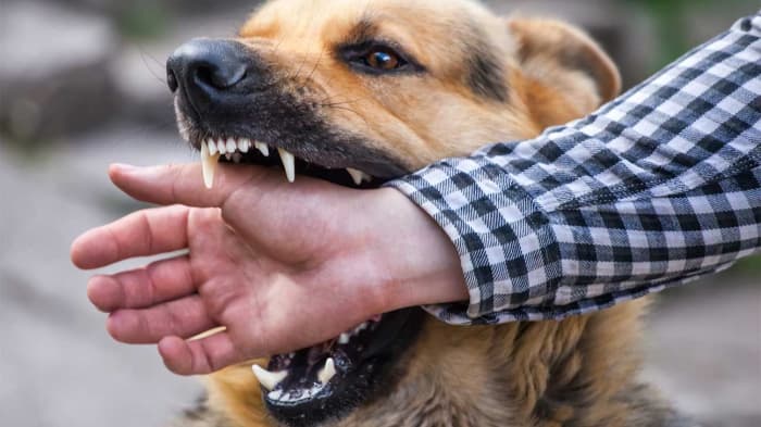 Persoanele mușcate de animale trebuie să se adreseze imediat la medic