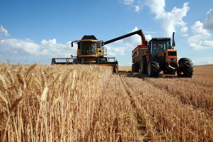 Grâul Moldovei: export mai mare, prețuri în scădere