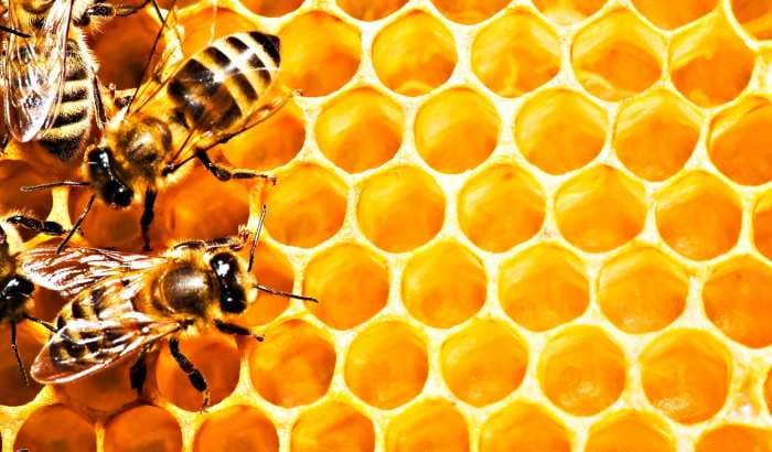 Târgurile apicole, modalitatea eficientă de-a promova produsele