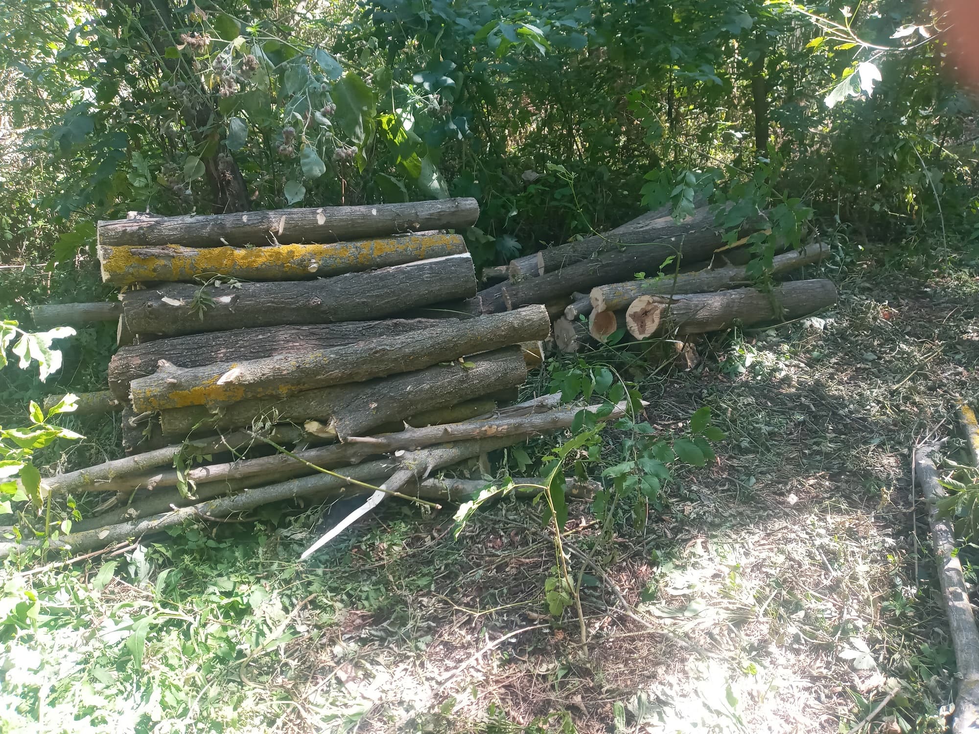 Tăieri ilicite a arborilor în raionul Soroca / FOTO