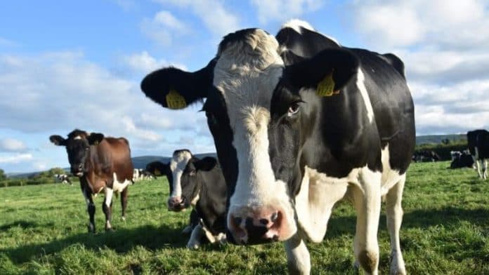 Apelul de depunere a cererilor de solicitarea a plăților directe în sectorul zootehnic, lansat