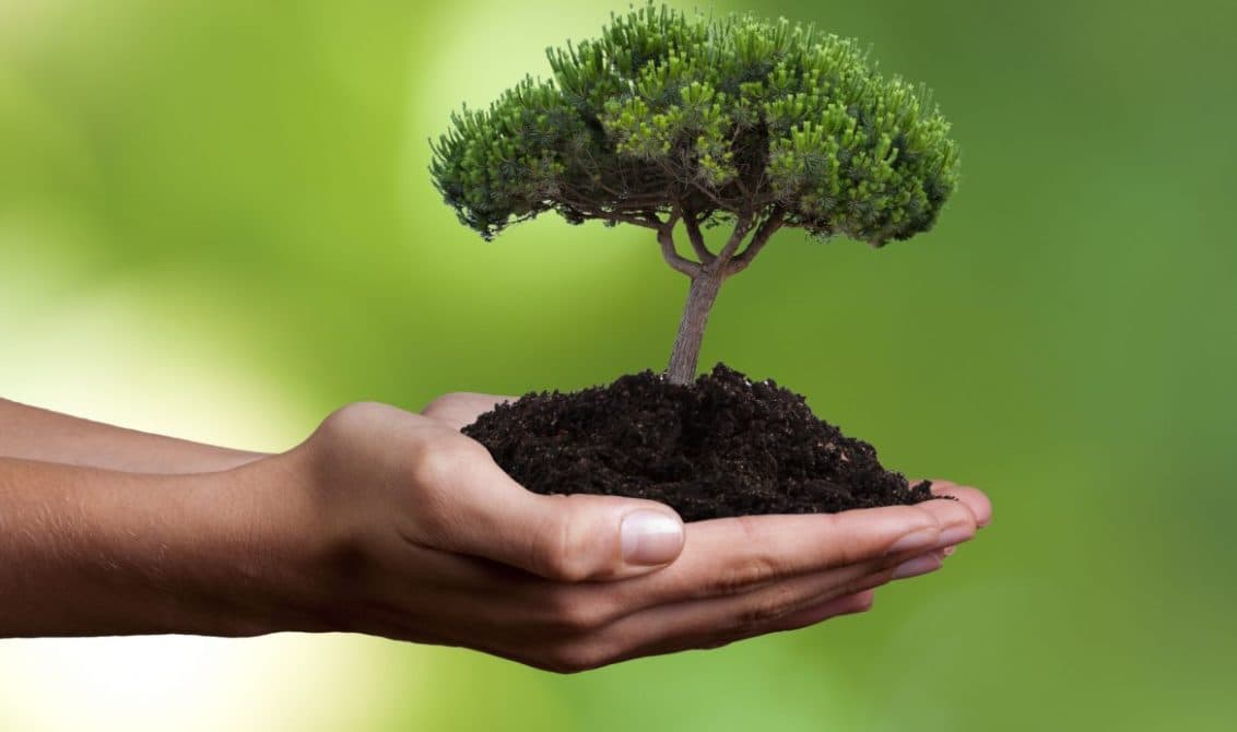 Cetățenii, îndemnați să participe la campaniile de salubrizare și plantare