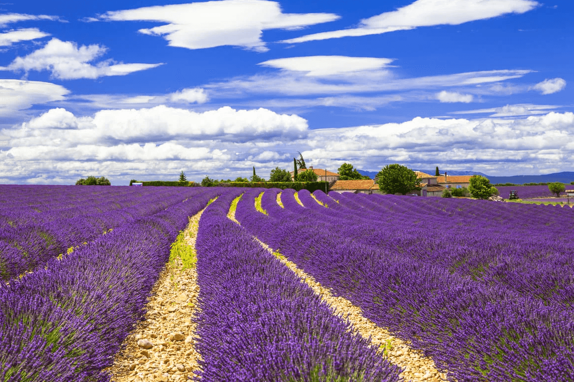 Cum îngrijești lavanda în luna mai pentru o recoltă bogată: Sfaturi esențiale pentru grădinari și cultivatori